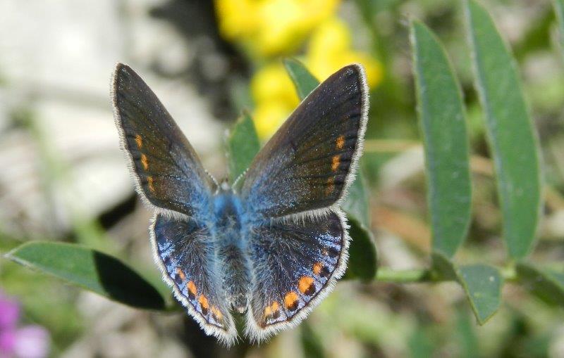 Femmina di Polyommatus thersites I generazione