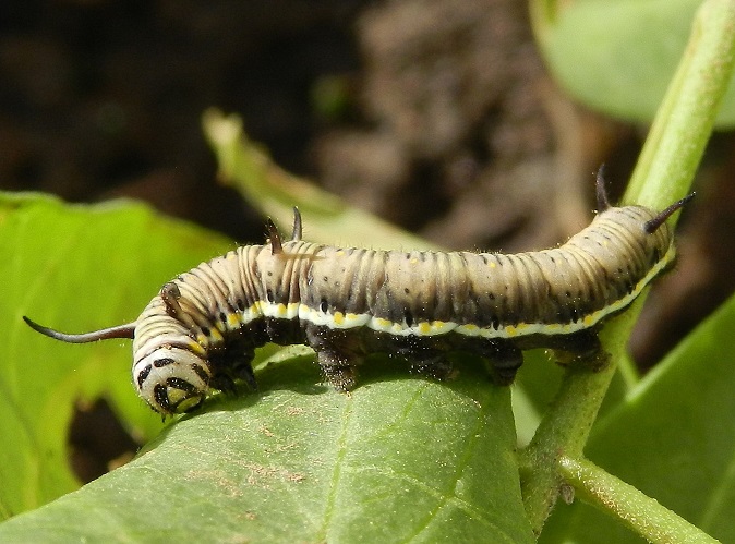 Danaus chrysippus - bruco con pattern atipico