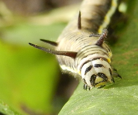 Danaus chrysippus - bruco con pattern atipico