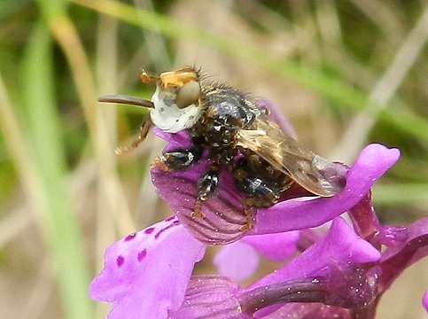 Conopidae:   Myopa cfr. picta