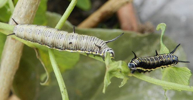 Danaus chrysippus - bruco con pattern atipico