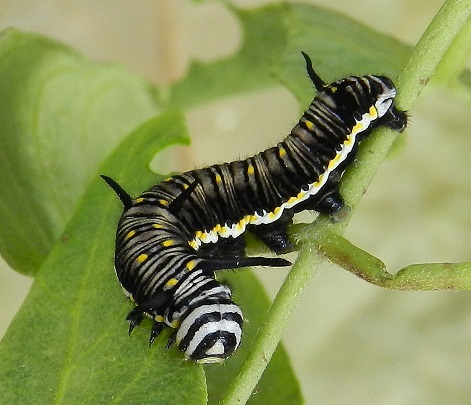 Danaus chrysippus - bruco con pattern atipico