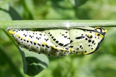 Crisalide ?? - S, Aporia crataegi