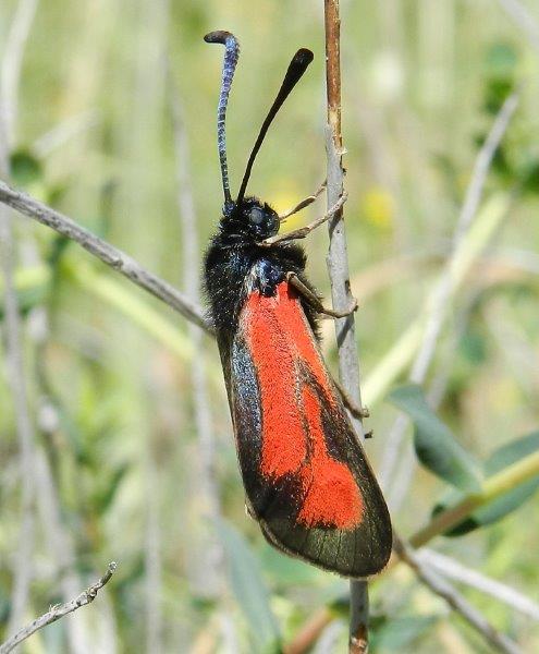 Zygaena (Mesembrynus) purpuralis?