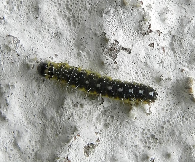 bruco da ID - Nyctobrya (Bryopsis) muralis, Noctuidae