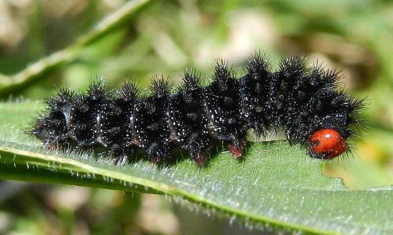 ancora Melitaea cinxia - larva