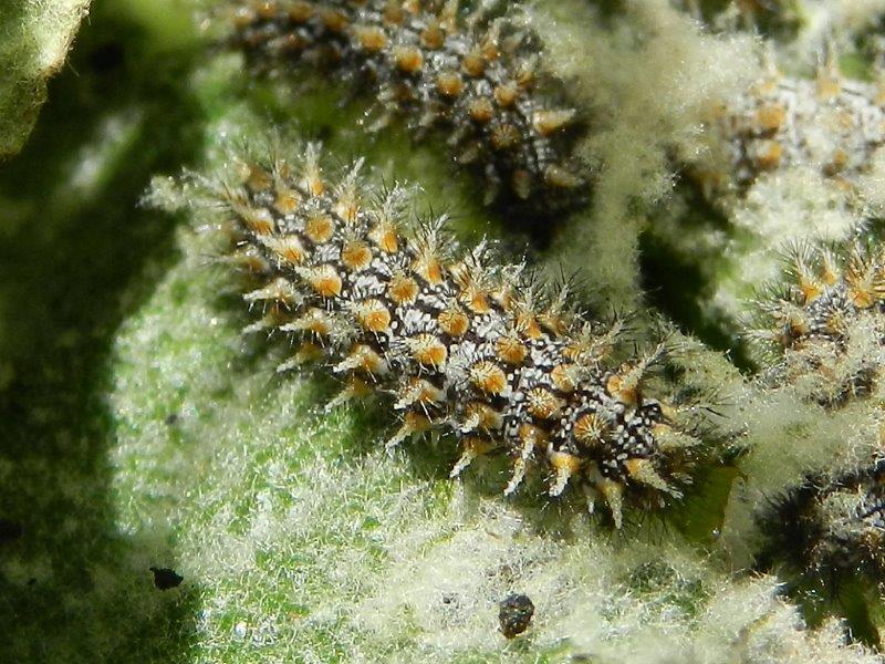 indovina indovinello...larva