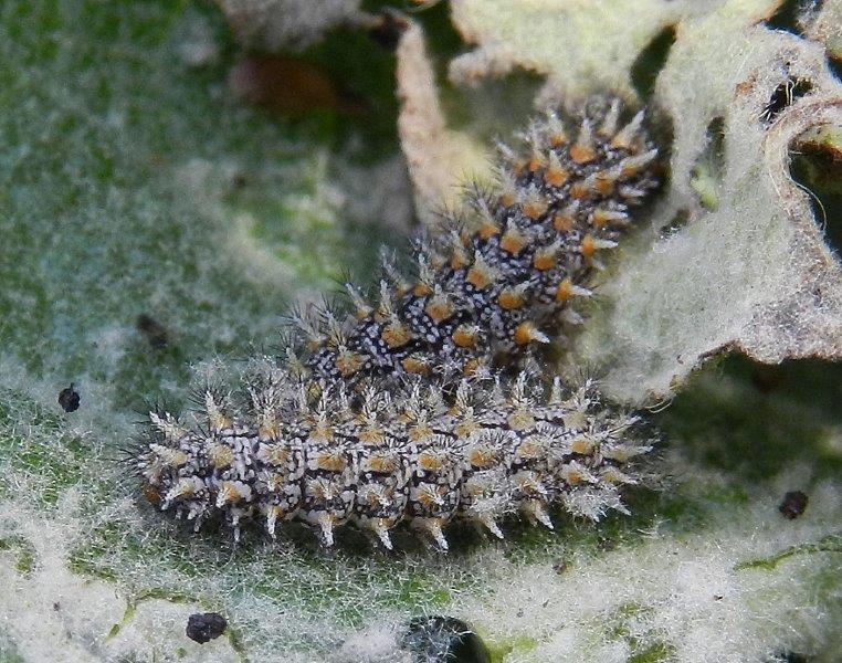 indovina indovinello...larva