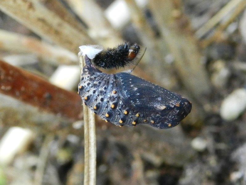 alla ricerca della Melitaea cinxia - larve