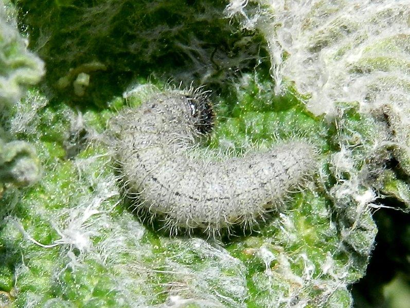 Carcharodus floccifera - larva