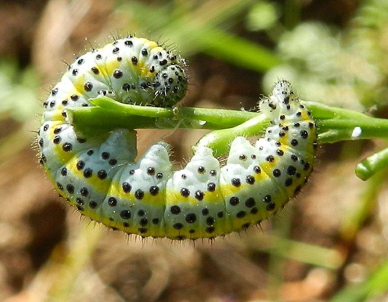 Euchloe ausonia - bruco