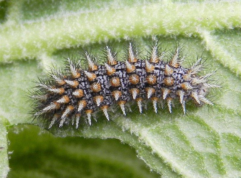 indovina indovinello...larva