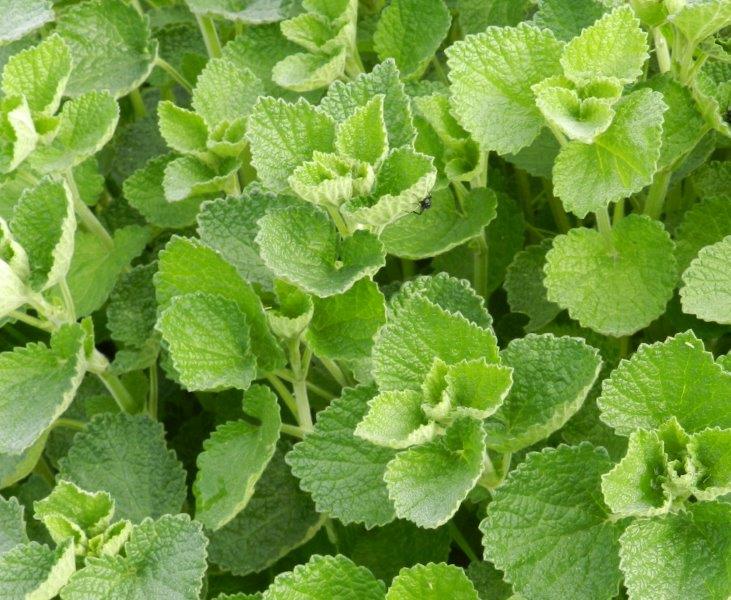 Ballota e Marrubium sp.