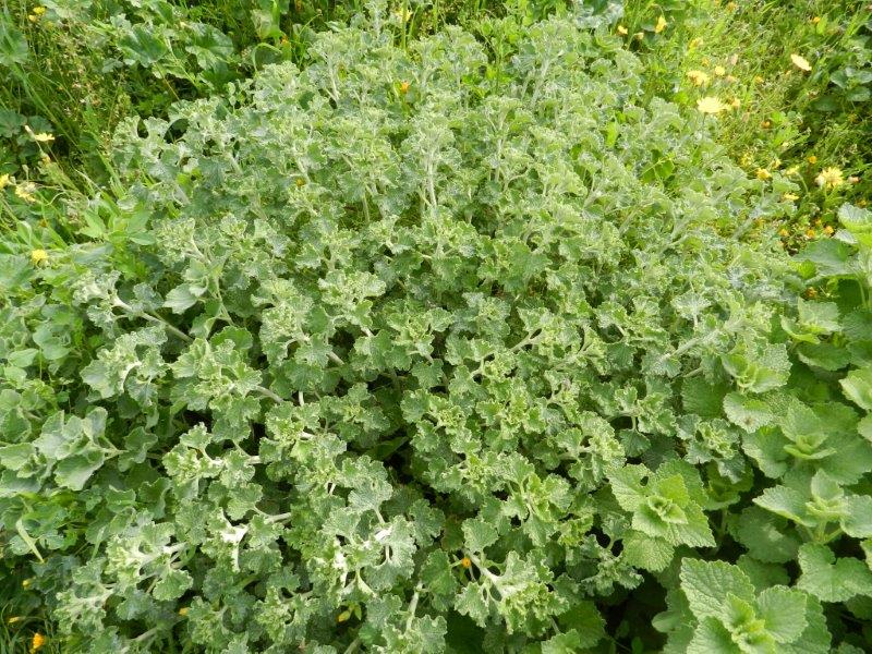 Ballota e Marrubium sp.