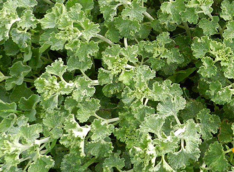 Ballota e Marrubium sp.