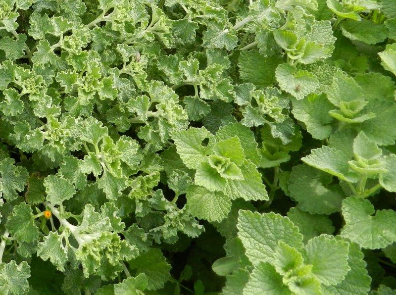 Ballota e Marrubium sp.