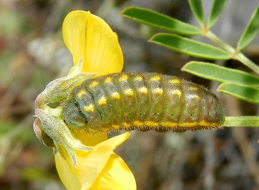 ancora bruchi di Polyommatus bellargus