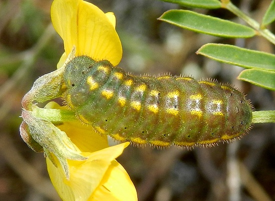 ancora bruchi di Polyommatus bellargus