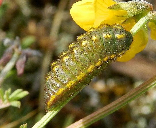 ancora bruchi di Polyommatus bellargus