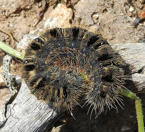 Bruco di Lemonia taraxaci, Brahmaeidae