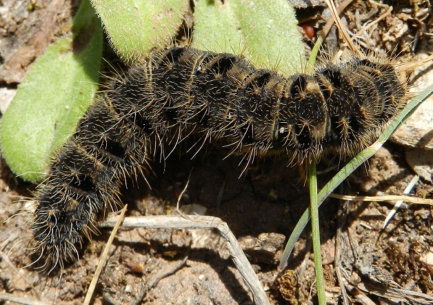 Bruco di Lemonia taraxaci, Brahmaeidae