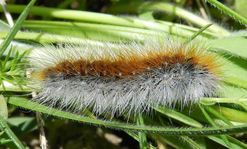 Larva di Rhyparia purpurata (Arctidae)