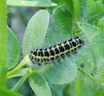 Bruco di Zygaena (Zygaena) lonicerae