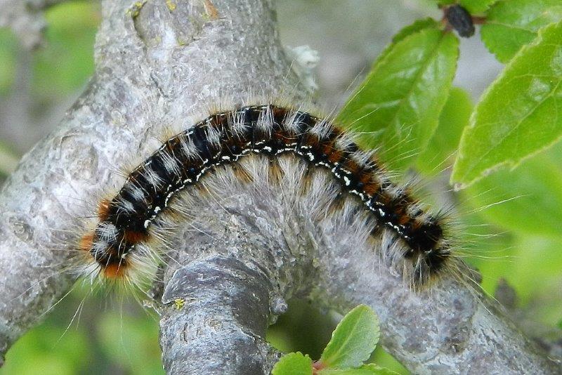 Larva di Eriogaster catax (Lasiocampidae)