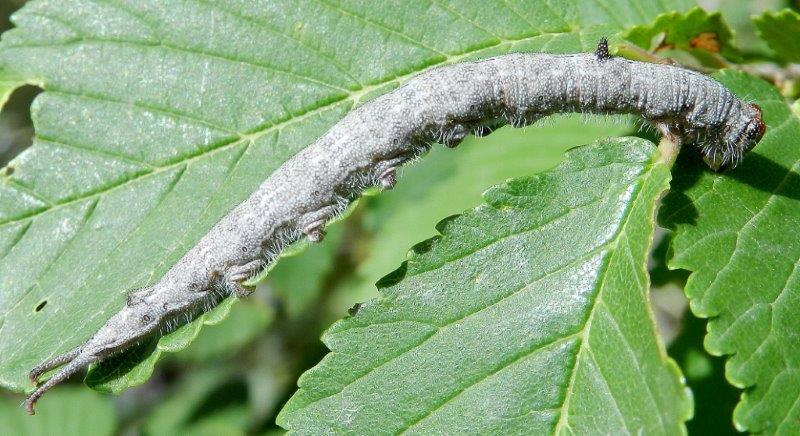 biforcuto mai visto - Bruco da ID - Dicranura ulmi