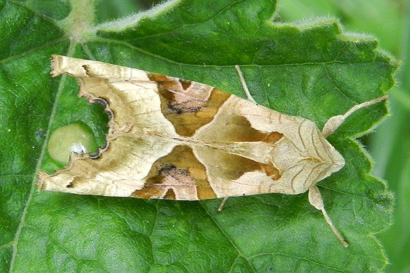 Phlogophora meticulosa ( Noctuidae)