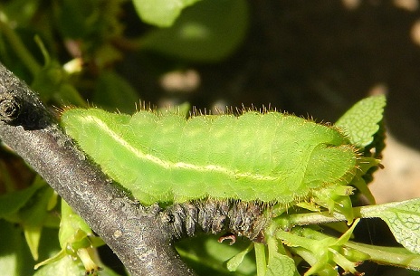 Satyrium spini - bruco