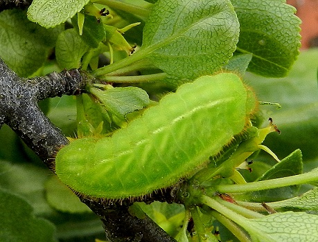 Satyrium spini - bruco