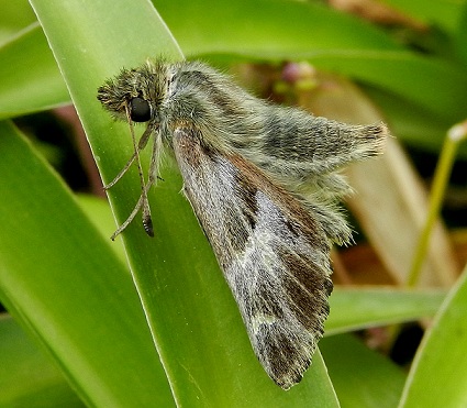 Carcharodus floccifera - pupa