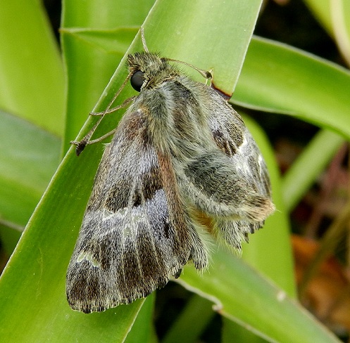 Carcharodus floccifera - pupa