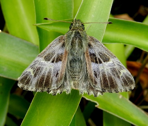 Carcharodus floccifera - pupa