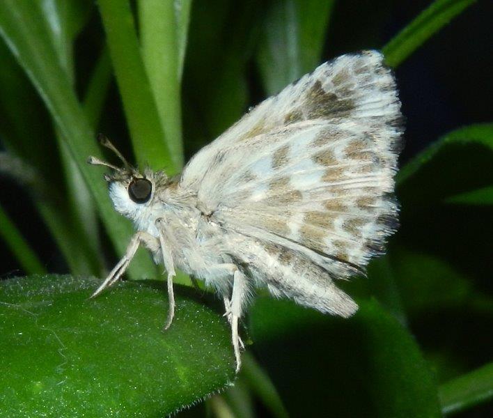 Carcharodus baeticus