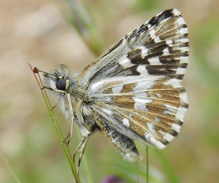 Pyrgus malvoides...