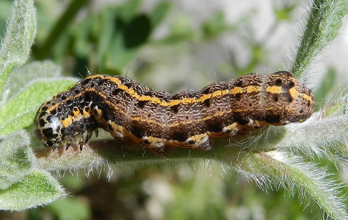 bruco da ID - Orthosia (Monima) miniosa, Noctuidae