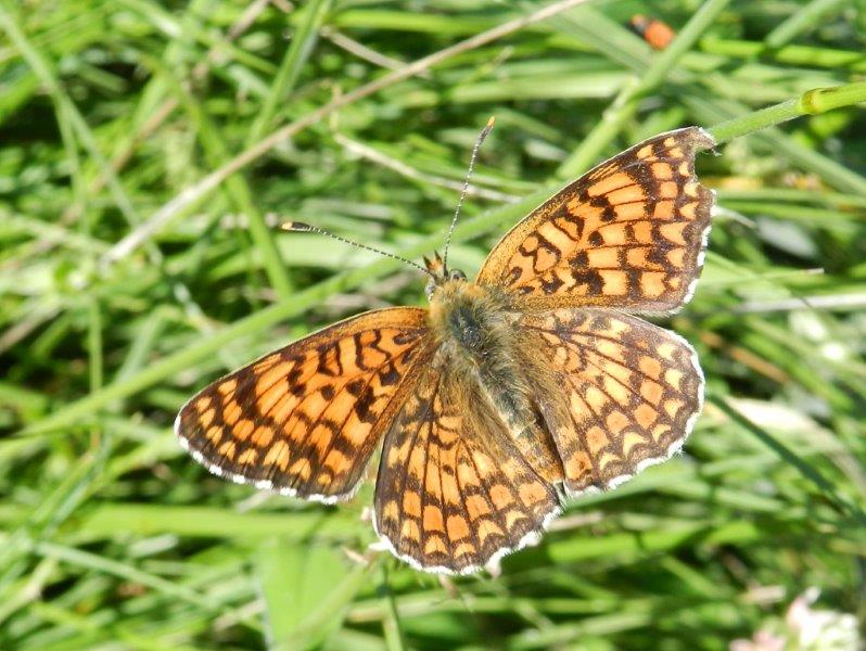 Aglais urticae & co.