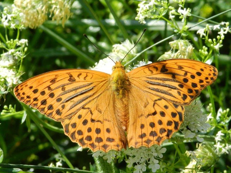 Aglais urticae & co.