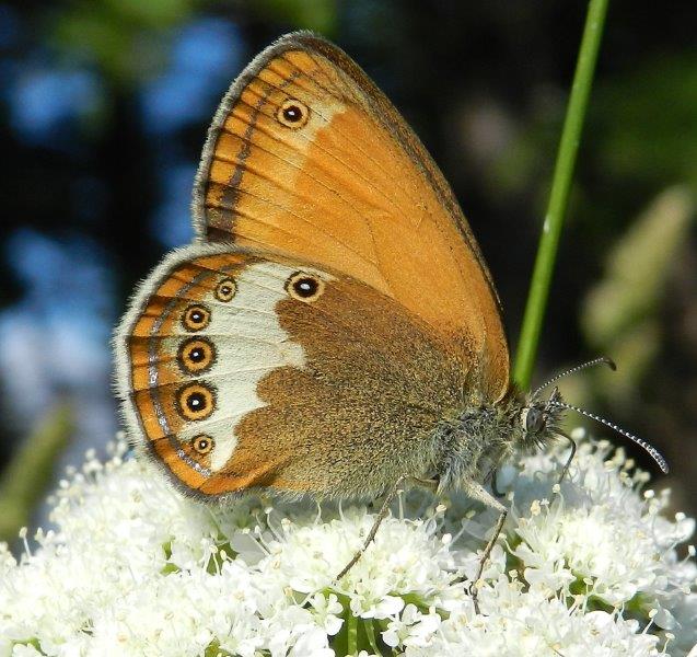 Aglais urticae & co.