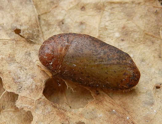 Satyrium spini - bruco