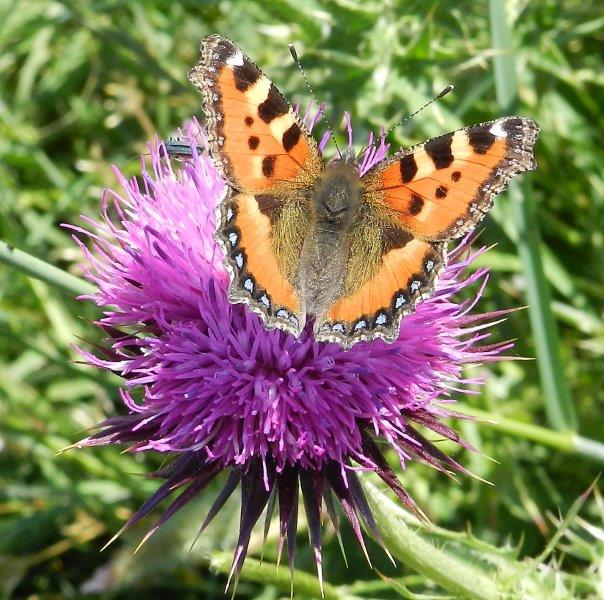 Aglais urticae & co.