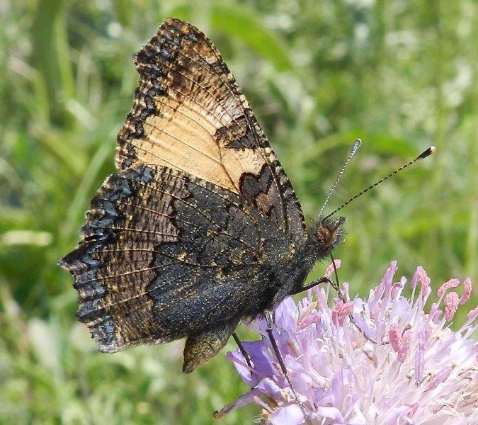 Aglais urticae & co.