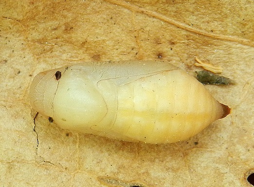 Melanargia galathea, il bruco