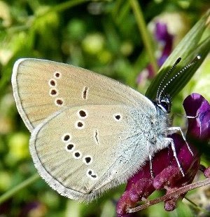 Licenide da identificare - Cyaniris semiargus