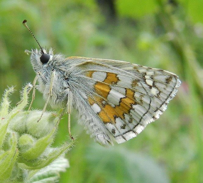 Sar� Pyrgus sidae?