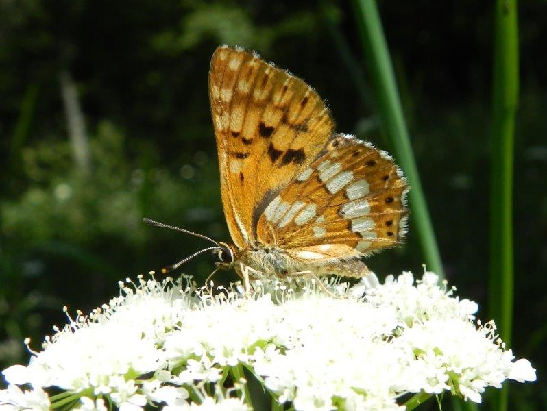 Aglais urticae & co.