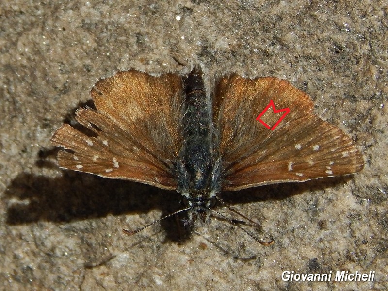 Hesperidae 3 da ID - Pyrgus sp.