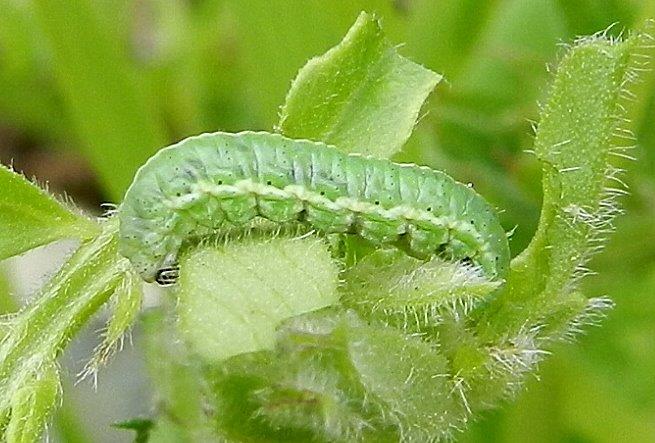 larva di Licenide?